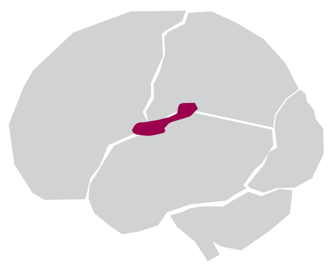 Illustration of the brain showing a small area in the middle highlighted in red