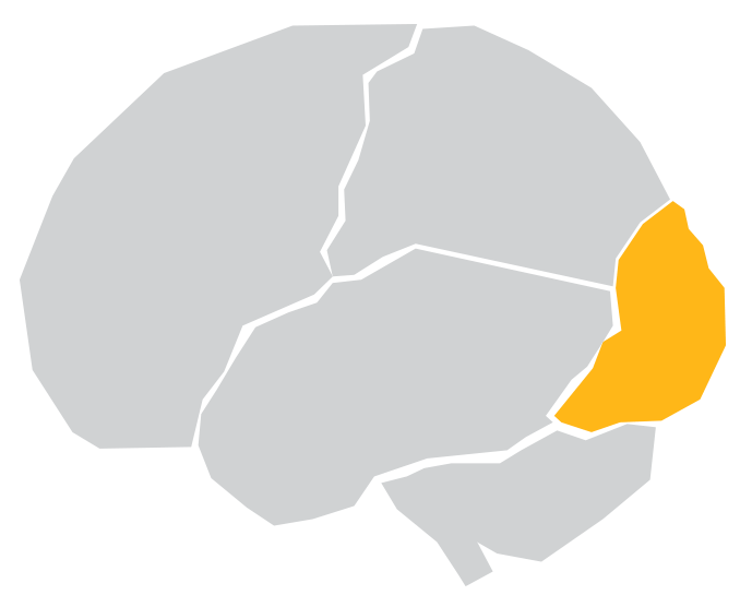 Illustration of a brain showing the back highlighted in yellow