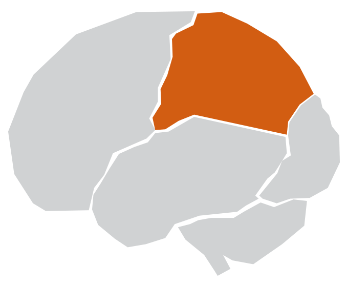 Illustration of the brain showing the back top highlighted in orange