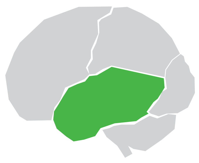 Illustration of a brain showing the bottom middle side highlighted in green