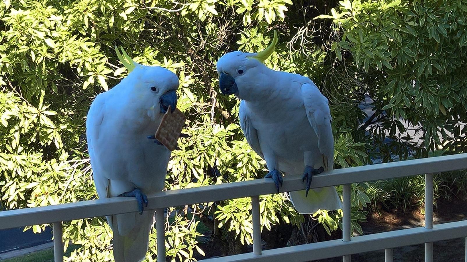 Two cockatoos perched on a balcony railing eating a dry biscuit.