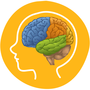 Illustration showing a human brain with different regions coloured