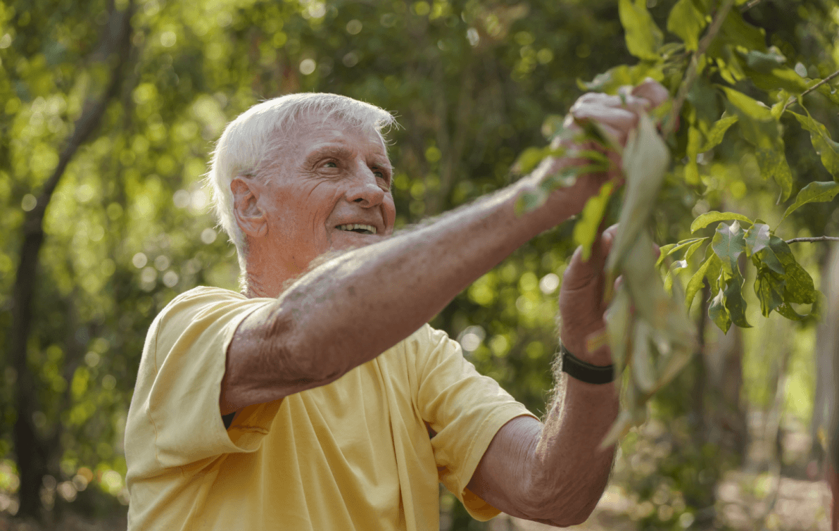 A man wearing a yellow t-shirt picking some leaves off a tree