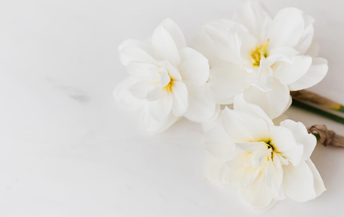 Some white flowers on a white background