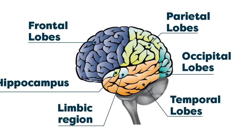 brain parts and functions 