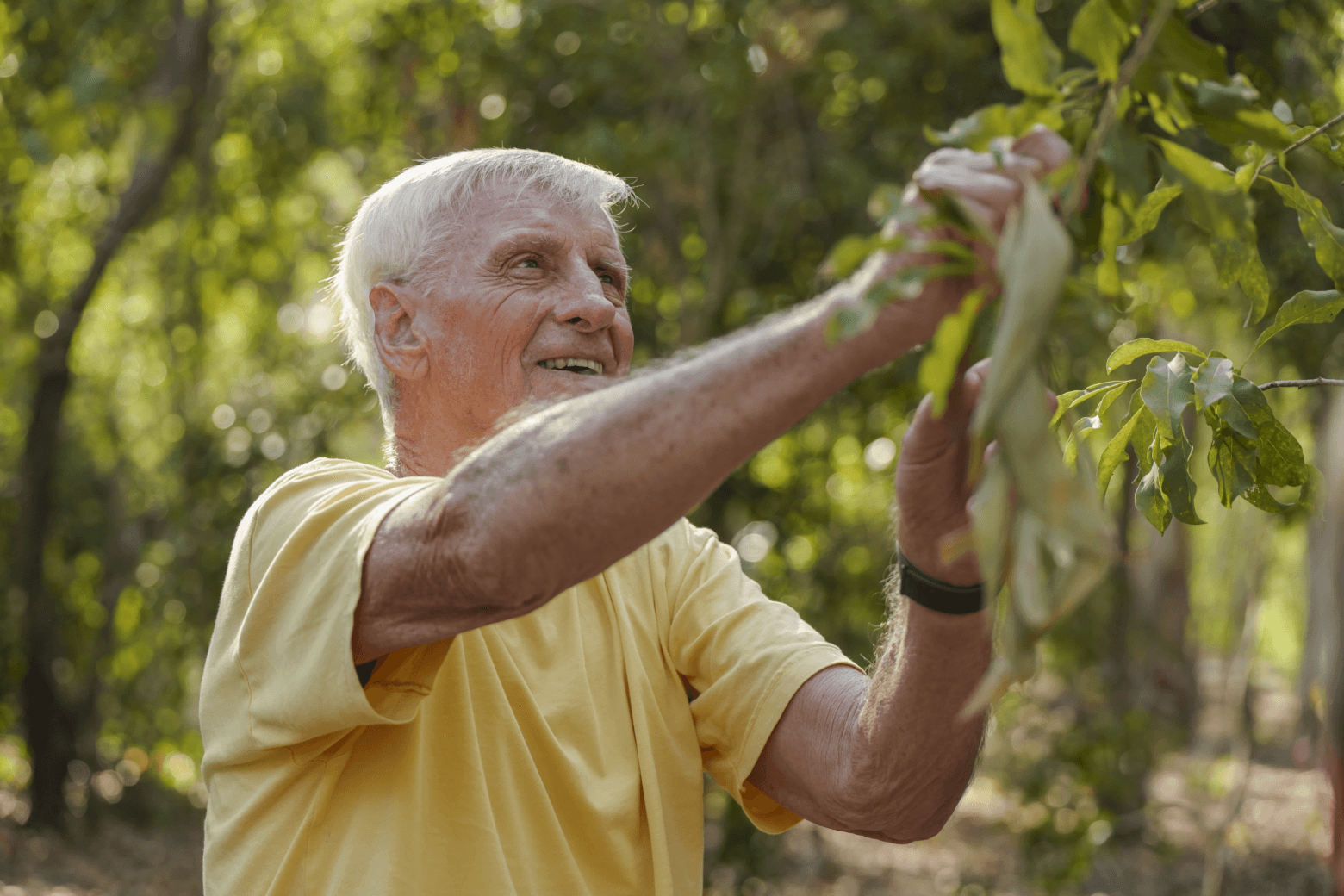 A man wearing a yellow t-shirt picking some leaves off a tree
